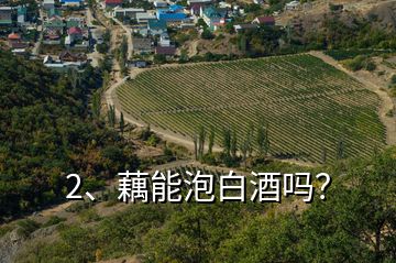 2、藕能泡白酒嗎？