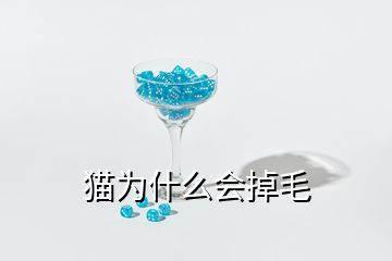 貓為什么會(huì)掉毛