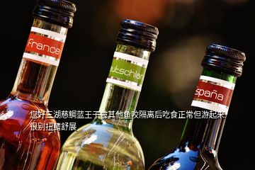 您好三湖慈鯛藍王子被其他魚咬隔離后吃食正常但游起來很別扭鰭舒展