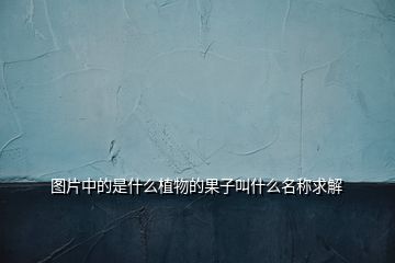 圖片中的是什么植物的果子叫什么名稱求解