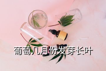 葡萄幾月份發(fā)芽長葉