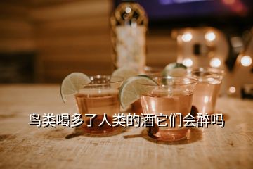 鳥類喝多了人類的酒它們會醉嗎