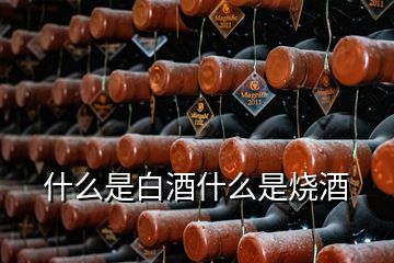 什么是白酒什么是燒酒