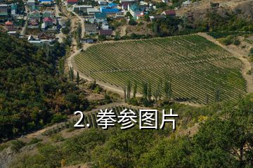 2. 拳參圖片