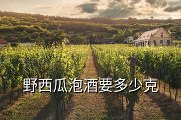 野西瓜泡酒要多少克