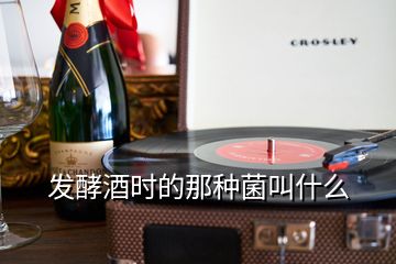 發(fā)酵酒時(shí)的那種菌叫什么