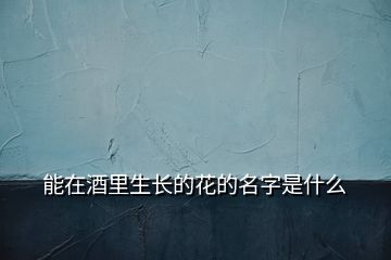 能在酒里生長(zhǎng)的花的名字是什么