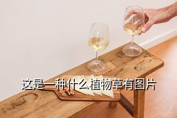 這是一種什么植物草有圖片