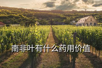 南非葉有什么藥用價值