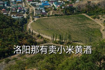 洛陽那有賣小米黃酒