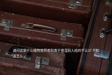 請問這是什么植物喜陰喜陽喜干喜濕別人給的不認識 不知道怎么