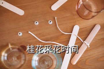 桂花采花時(shí)間