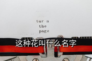 這種花叫什么名字