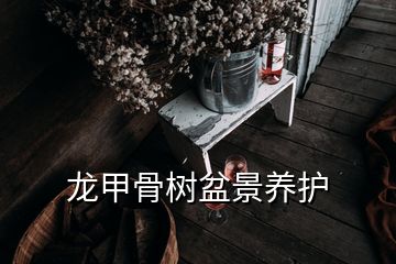 龍甲骨樹盆景養(yǎng)護