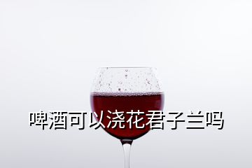 啤酒可以澆花君子蘭嗎