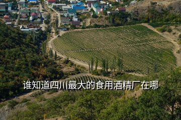 誰(shuí)知道四川最大的食用酒精廠在哪