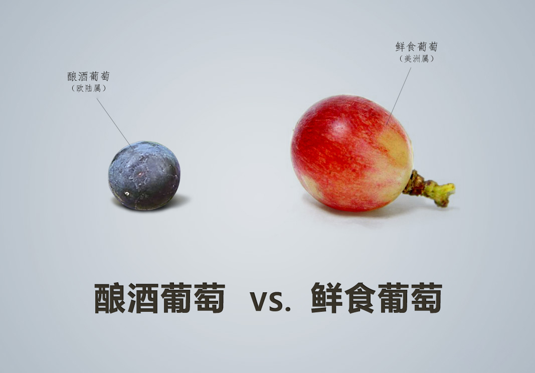 紅酒品種怎么認(rèn)，從葡萄品種入手這是最基本的方法