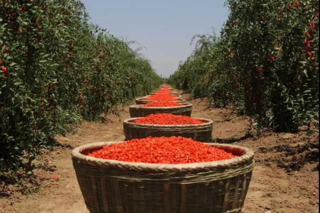 寧夏鋼鐵、寧夏紅董事長曹廣江正式“官宣”：寧鋼61年積淀為基座，有信心承載寧夏紅的未來