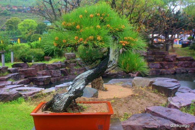 松花酒有哪些功效(松花酒有什么功效)