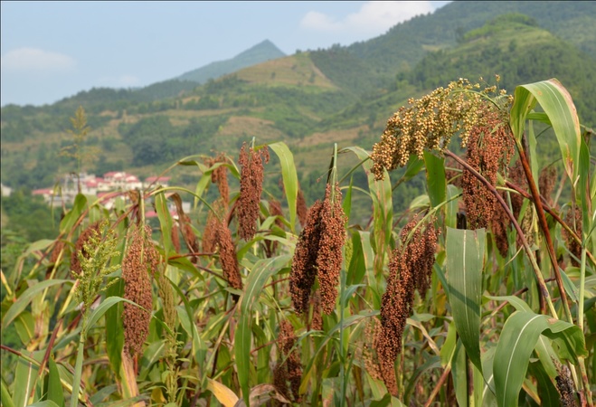 茅臺(tái)基地辦(茅臺(tái)生產(chǎn)基地)