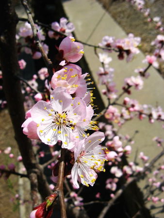 桃花十里醉瓶子怎么打開(kāi)(桃花十里醉瓶蓋怎么開(kāi))