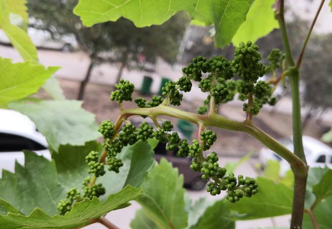 葡萄花為什么沒(méi)有蜜(沒(méi)有花蜜的花)