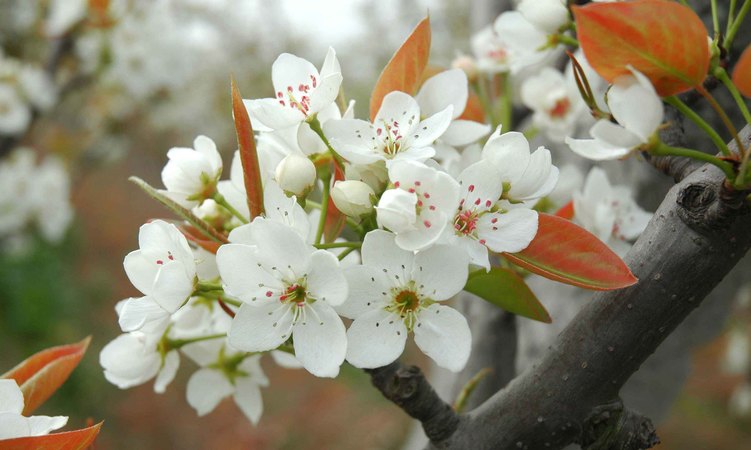 山西應(yīng)縣梨花春酒價(jià)格(應(yīng)縣梨花春酒系列價(jià)格)