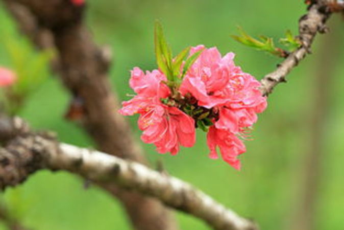 桃花醉酒價格(桃花醉酒價格表)