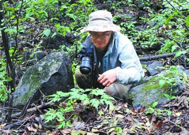 廣西哪里有野生葡萄賣,發(fā)展野生葡萄深加工